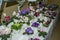 Counter with colored flowers blooming violets in pots, lighted lamps at the exhibition in Lviv, Ukraine