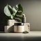 Counter podium. Sunlit Indian Rubber Tree, Cactus in Black Gray Pot, Leaf Shadows on Wall, and Beige Concrete Textured Curve