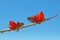 Counterpart Coral flowers Erythrina on a branch over background