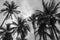 Countless coconuts hanging on coconut tree Cocos nucifera - BLACK AND  WHITe