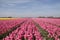 Countless colored Dutch tulips to the sky