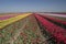 Countless colored Dutch tulips to the sky