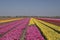 Countless colored tulips in a Dutch spring landscape