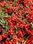Countless pyracantha berries in a hedge