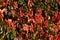 Countless red leaves of wild wine covering a wooden wall