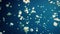 Countless Tiny Jellyfish Swimming Around