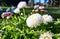 Countless white daisies with blurred background. (Bellis perennis