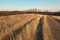 Countriside dirt road landscape, pale autumn