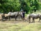 Country buffalo nature asia thailand