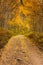 Country Dirt Road lined with Fall Aspen Leaves