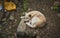 Country dog is resting on dirt floor leaning against a stone