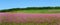 Country farm field ablaze in acres of pink wildflowers