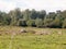 Country farm land scene empty grass trees and sky summer light