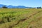 Country Farm Landscape and Cornfield