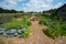 Country Farm Vegetable Garden, Food