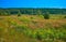 Country field landscape. Colorful plane before green forest.