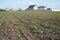 Country field with young planted crop