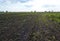 Country field with young planted crop