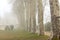 A country French chalet on a foggy day