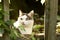 Country funny cat hunting outdoor closeup photo