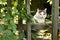 Country funny cat hunting outdoor closeup photo