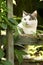 Country funny cat hunting outdoor closeup photo