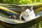 Country funny cat outdoor closeup photo relaxing in hummock