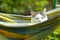 Country funny cat outdoor closeup photo relaxing in hummock