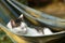 Country funny cat outdoor closeup photo relaxing in hummock