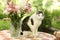 Country funny cat outdoor closeup photo relaxing on table with lily bouquet