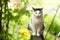 Country funny cat outdoor closeup photo relaxing on wooden bench