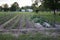 Country Garden Rows in Limestone County Alabama