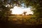 Country Gate and Trees in English Countryside at Sunset or Sunrise