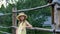 Country girl in straw hat with two braids leaning on wooden fence in summer village. Portrait teen girl on wooden