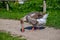 country goose and ducks walking in the garden