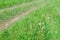 Country ground road with green grass in village at summer day in wild area.