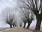 Country highroad and old tree in frost , Lithuania