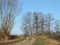 Country highroad and old trees , Lithuania