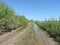 Country highroad with swamp , Lithuania