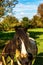 Country horse grazing in a pasture, farm fenced, rural environm