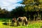 Country horse grazing in a pasture, farm fenced, rural environm