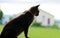 Country house cat sitting on window ledge