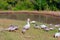 Country house geese graze near a pond led by a goose
