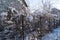 Country house in the snow in winter  bushes covered with white snow.