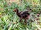 Country landscape, Colombian village,ducks and chickens