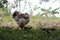 Country landscape, Colombian village,ducks and chickens