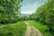 Country landscape, dirt road in the forest glade, sunny summer day