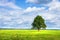 Country landscape. Lonely tree on green meadow on bright sunny day with clouds. Rural scene