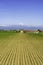 Country landscape near Fossano, Cuneo province, at May