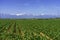 Country landscape near Fossano, Cuneo province, at May